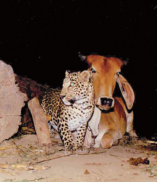 Cow-Leopard